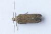 Bryotropha terrella